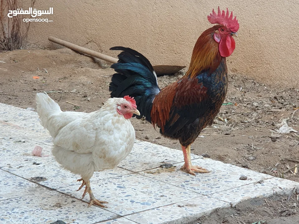 ديك ودجاجتين مثل موضح بالصور صاحيات وحده جاي تبيض   و قفل مكاني الجنينه