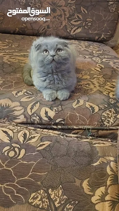سكوتش فولد