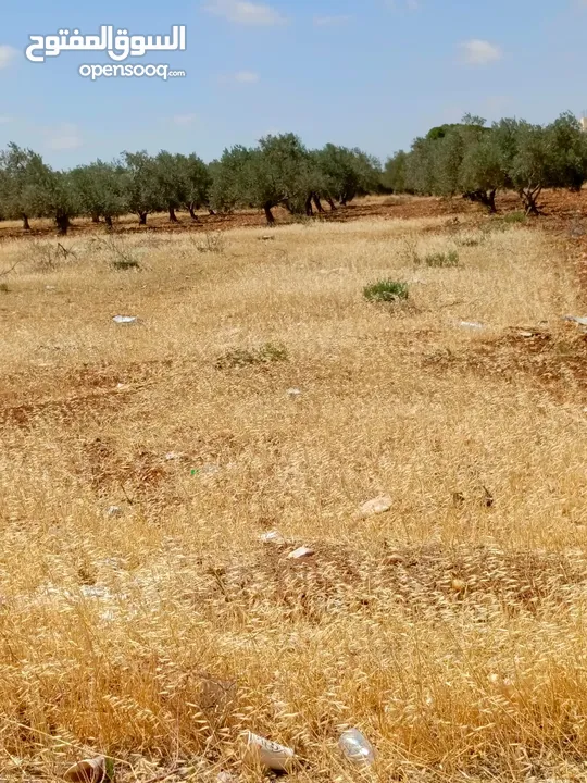 ارض للبيع في المغير حوض شعاب العناب