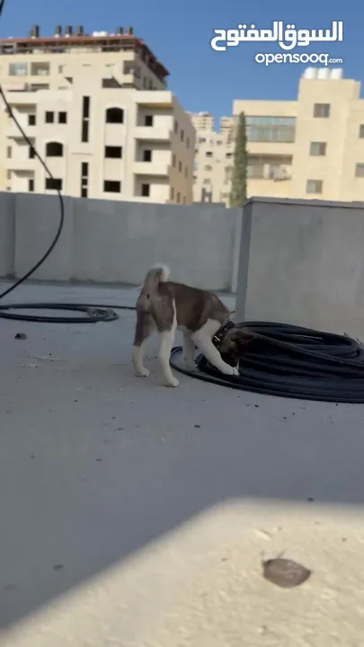 كلبة اكيتا امريكي عمر 80 يوم