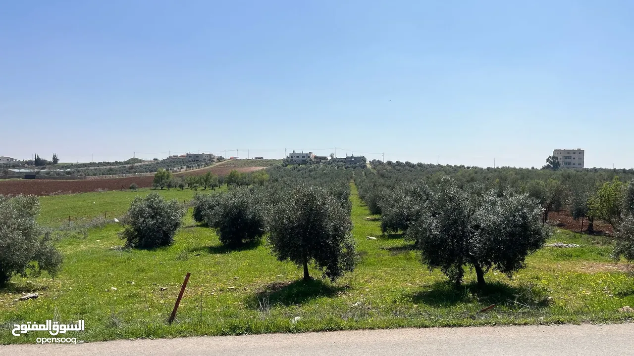 أرض سكنية تنظيم أ على شارعين من المالك مباشرة في أجمل مناطق حسبان وبأقل سعر مزروعة زيتون معمِّر