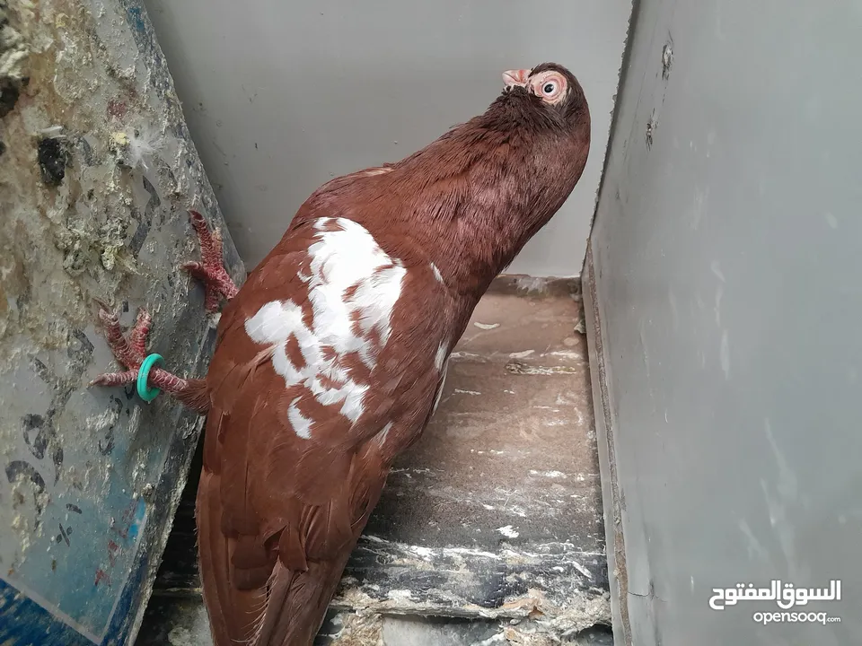 متاح  جواز  حمام الماني  كلو شغال جوز بلوني احمر تحته بيض وطيره مزهوراي حمره مع فرخها  وطيره مسوداي