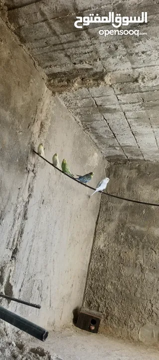 طيور حب 4 جواز