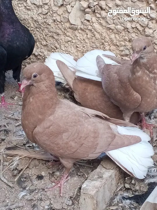 كوم حمام حوالي من 35 إلى 40 طير  للبيع