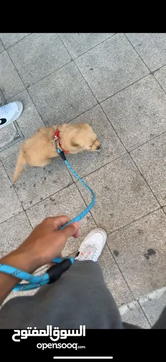 puppy Golden Retriever جرو جولدن رتريفر