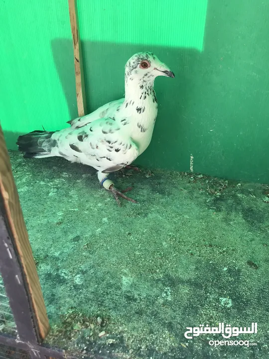 حمام كشميري