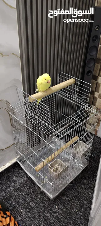 ببغاء دره لو اصفر مميز