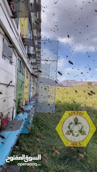 WHITE CREMATED HONEY العسل الأبيض الكريمي   product of Kyrgyzstan