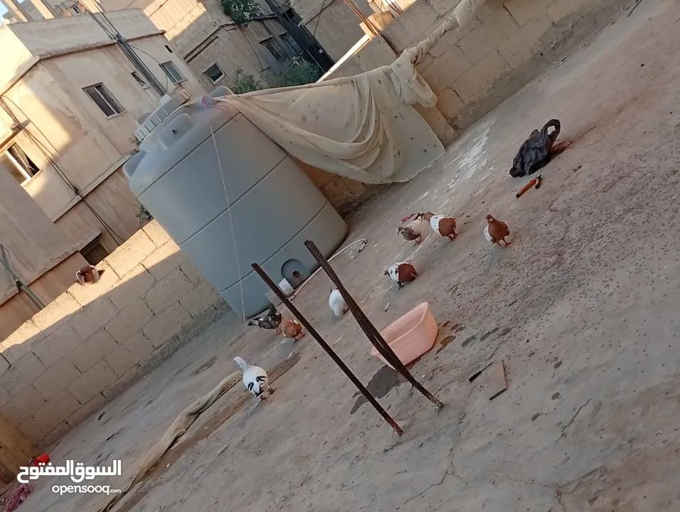 جواز حمام للبيع المستعجل وبسعر مغري جدا