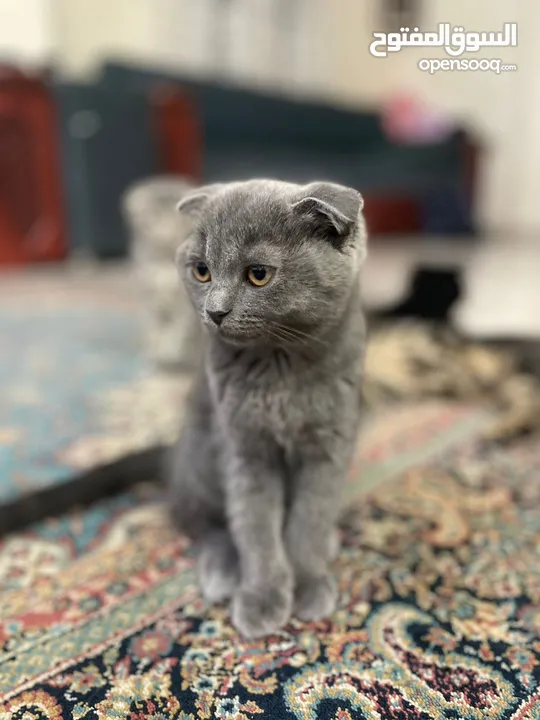 سكوتش فولد - scottish fold