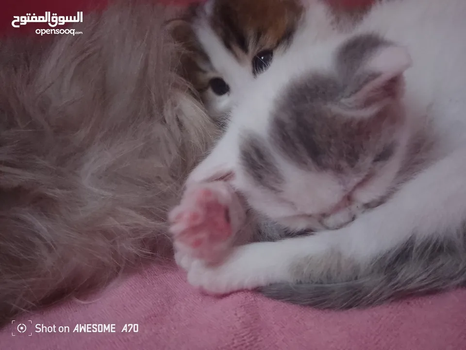 قصه سكره و لوزه أنقذت امهم (ببلي) من شارع لما أهلها ىموها وهيا حامل ولدت عندي وكبرو ولادها عندي