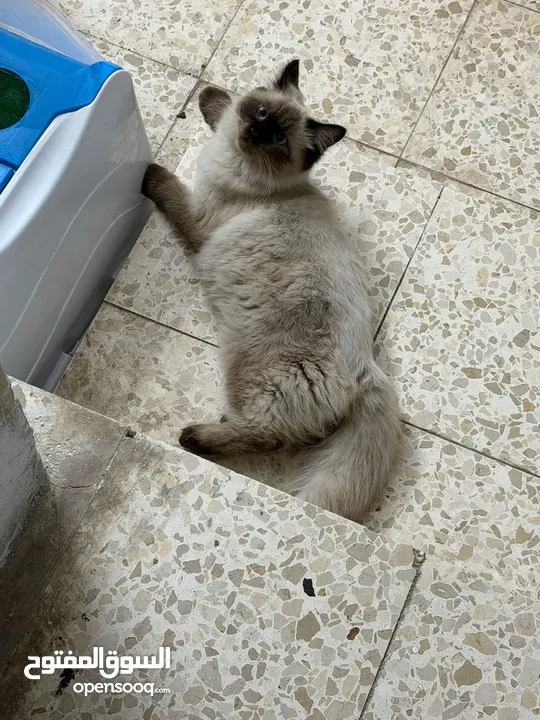 قطه سيامي للبيع