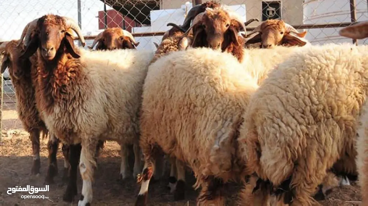 عروض اضاخي بسعر مغري