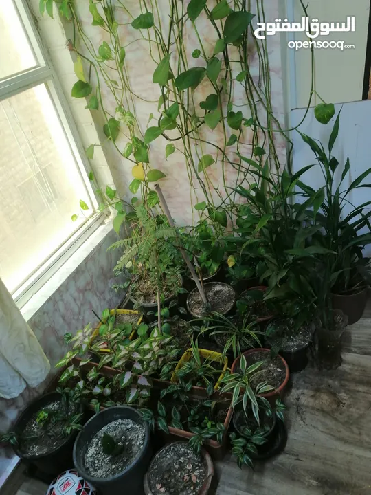 Indoor plants