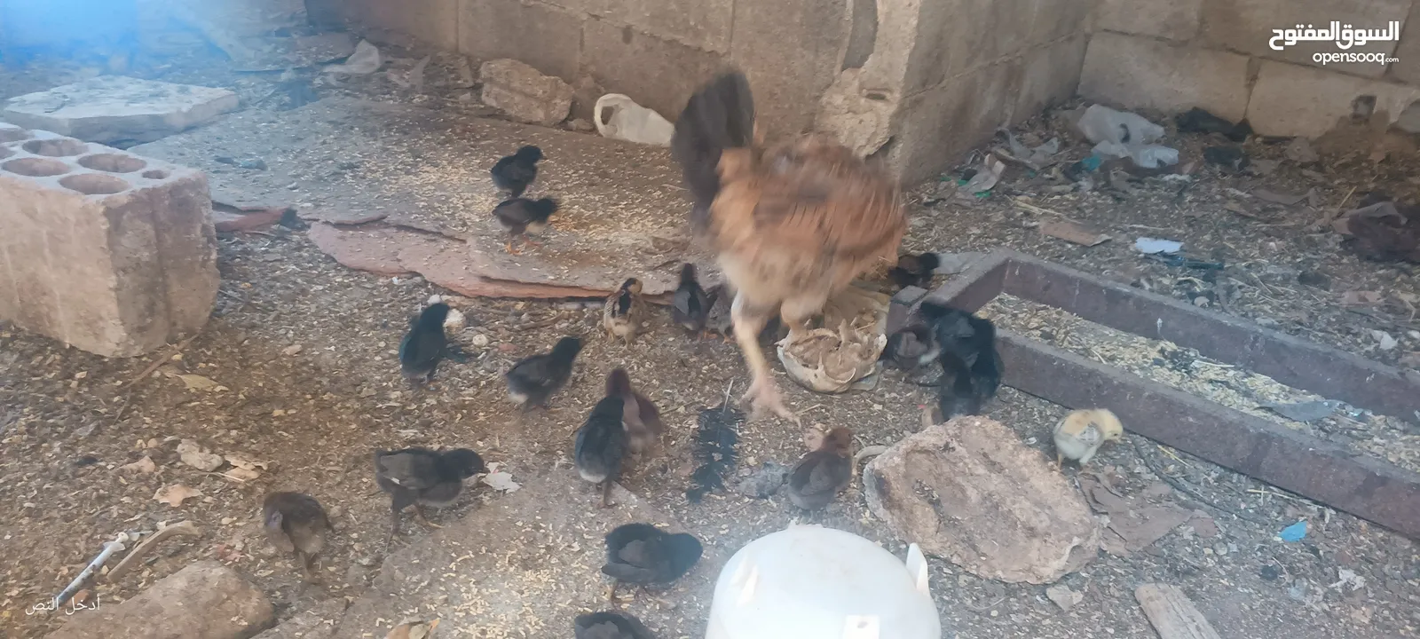 جاجه يهوديه معها 25 صوص بلدي