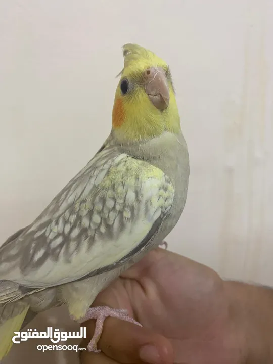 Cocktail female 10 months old friendly and healthy parrot hand tame
