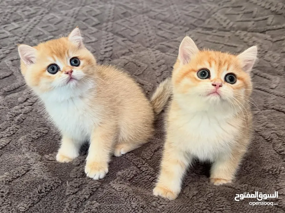 Scottish fold kittens for rehoming.