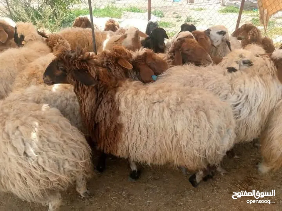 عروض اضاخي بسعر مغري