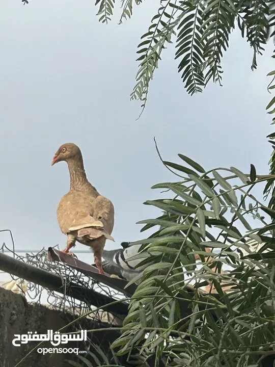 سلافر جوز ش غالات