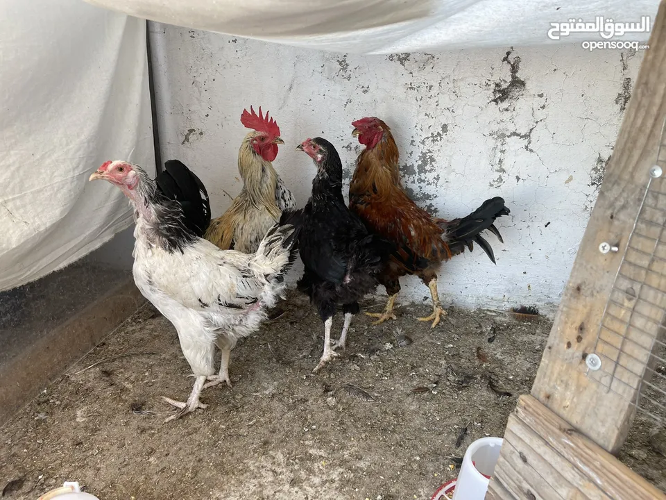 دجاج بلدي خمس جاجات او 3 ديوك