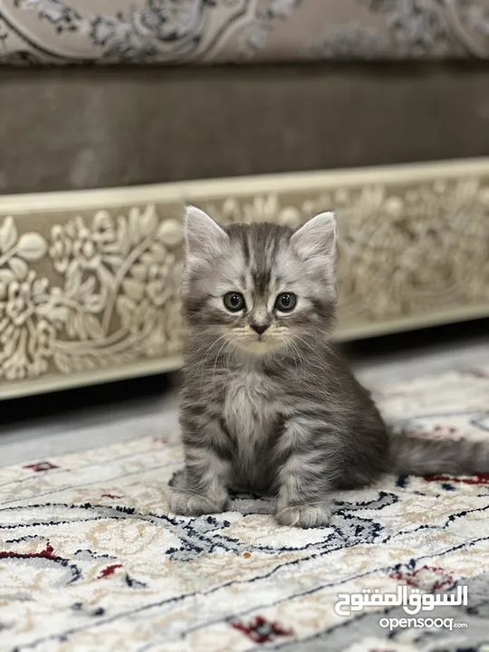 قطط / سنانير / cat / cats   / قط