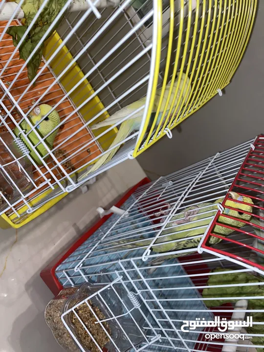 ببغاء جرين شيك و ثلاث عصافير حب للبيع سعر ممتاز
