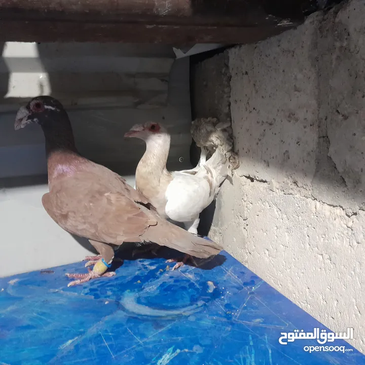 حمام للبيع جواج الجوز 10