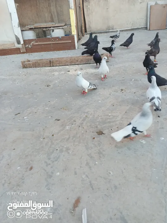 كوم 30 حبة تنضيف سطح جواز فحول طواير فراخ
