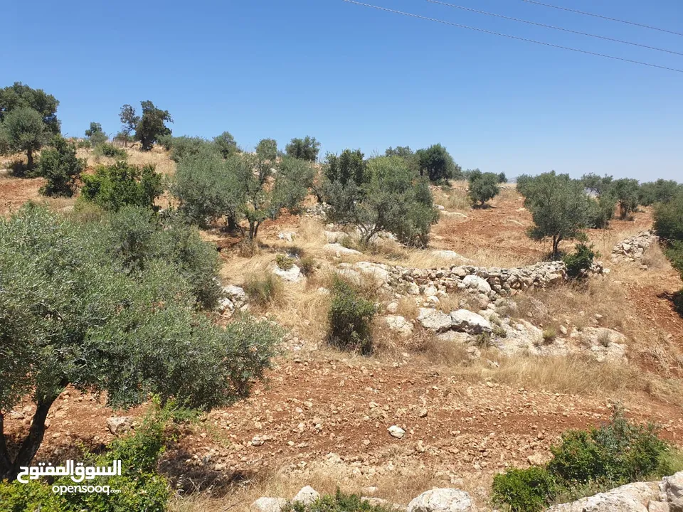 ارض 6 دونمات مزروعة زيتون في الصبيحي سعر مغري 100000 قرب التنظيم