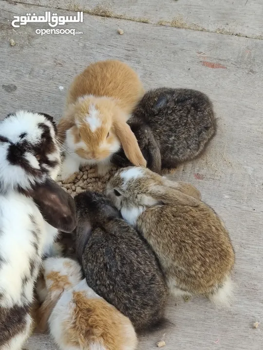 Holland lop bunnies