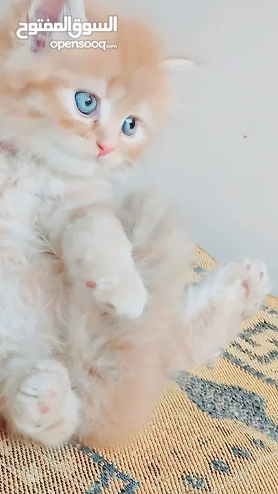 كيتنز بيرشن بيور مدربين ومطعمين حشرات 47 يوم