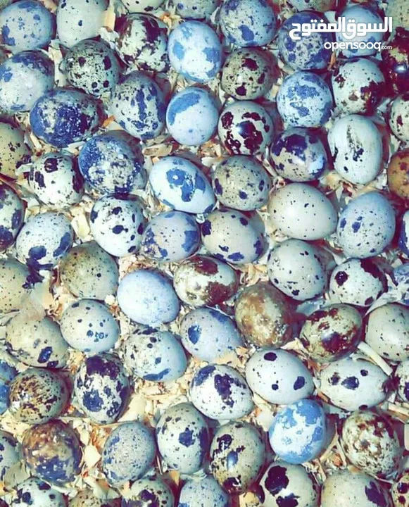بيض فري جامبو