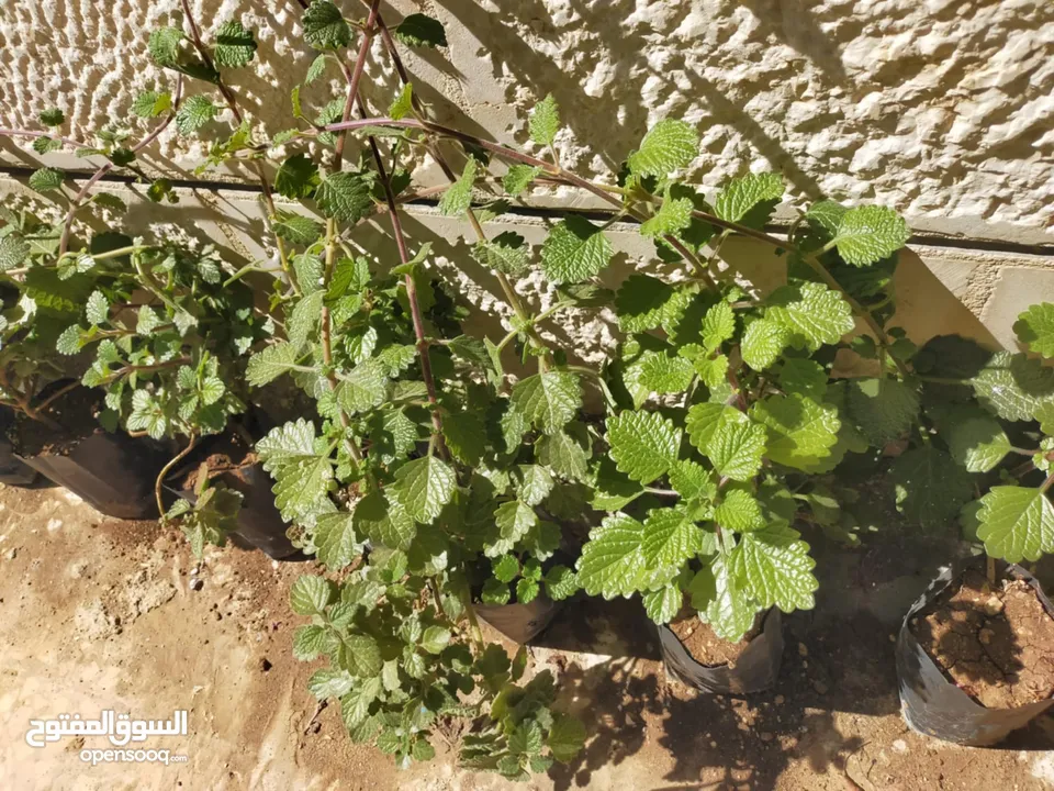 نبات البخورة أو الحبق المغربي أو اللوبانة العطري سلالة مميزة أوراق مخملية لامعة  خضراء بالكامل دائمة