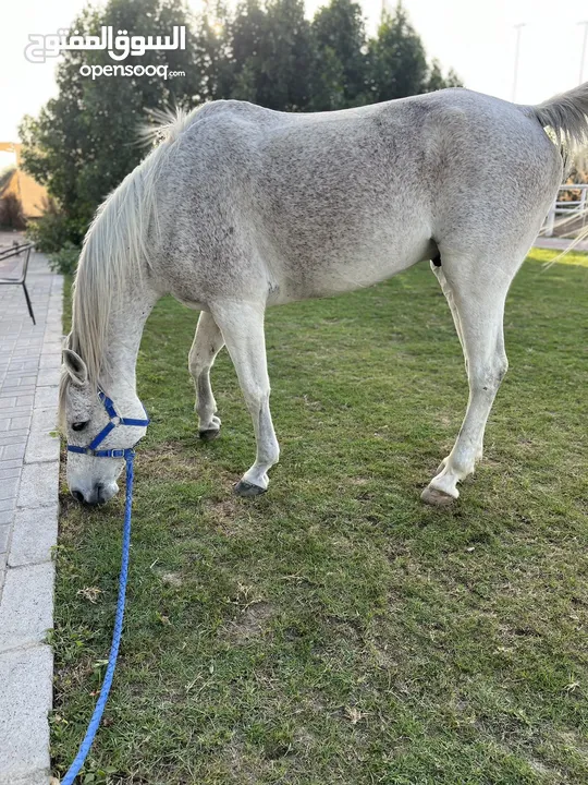 خيل  عربي