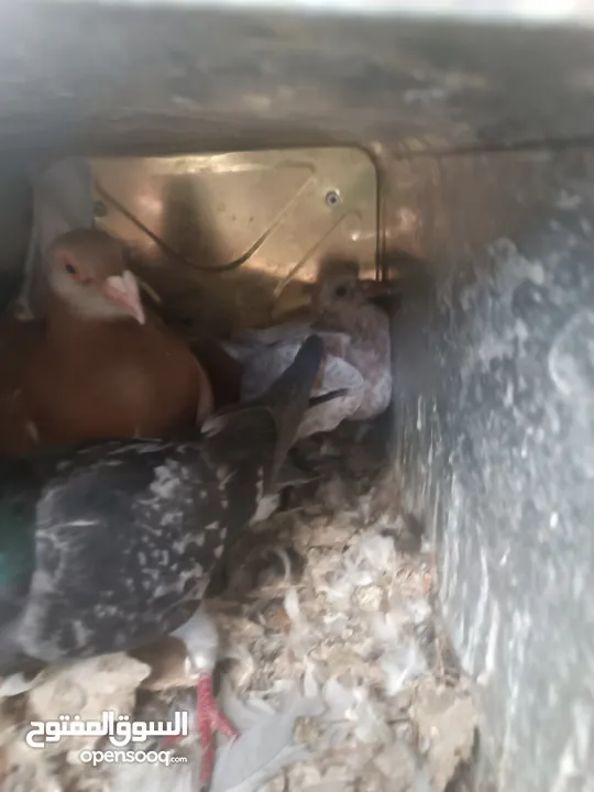 حمام مشكل للبيع  مستعجل  اقرا الوصف عدد 37 بيع مستعجل