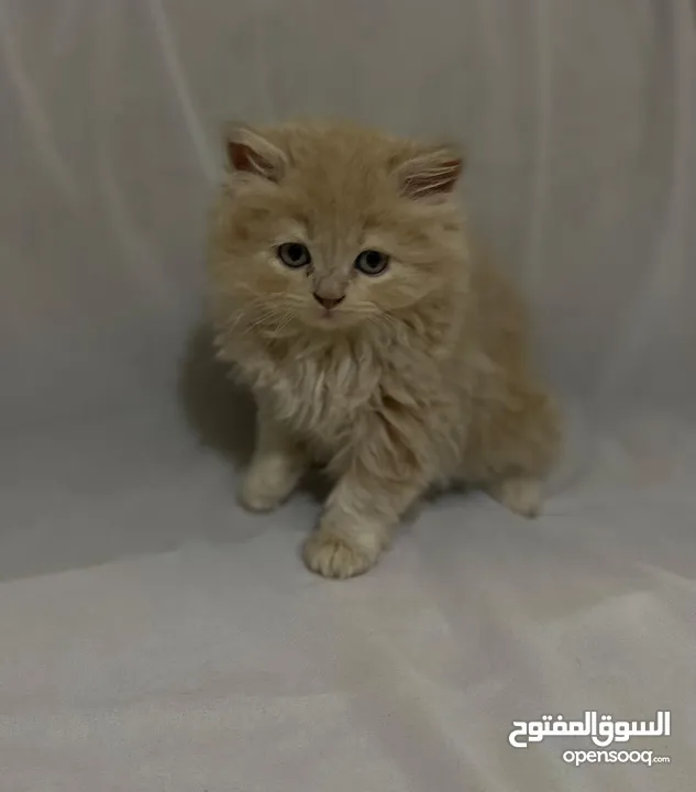 قطط للبيع النوع شيرازي لعوبين جدا