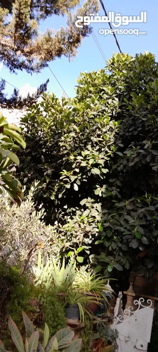 شجره مطاط زينا