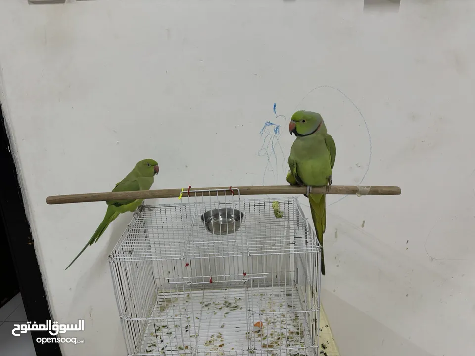Parrot pair for sale