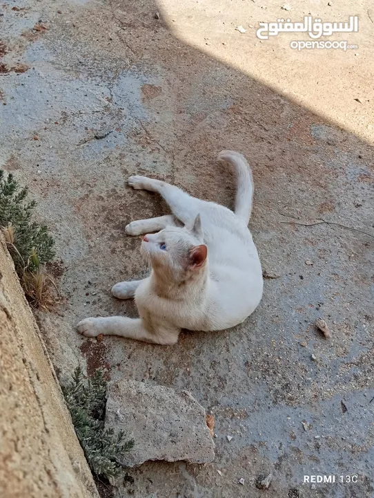 قط ابيض جميل جدا مع عينان زرقاوان و حالته الصحية جيدة و هادا و مرح وكن غير مدرب