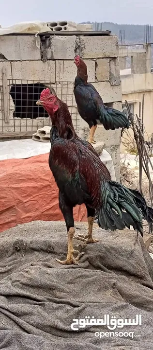 متاح بيض باكستاني خط اول..