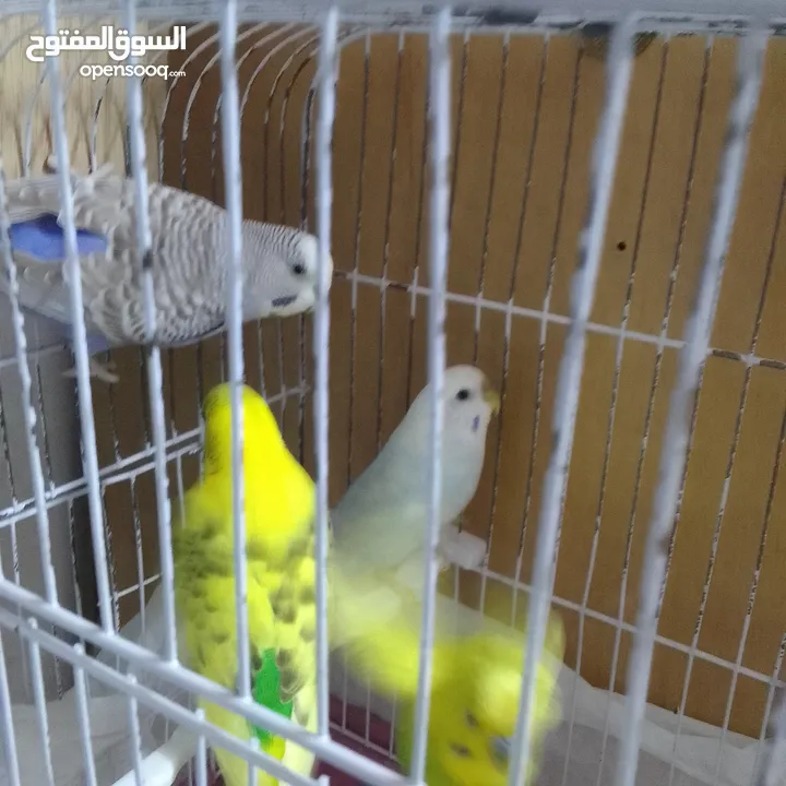 التواصل عبر واتس اب ببغاء كوكتيل  حجم كبير وعصافير حب مفتل و البينو وعادي عادي احجام كبيره