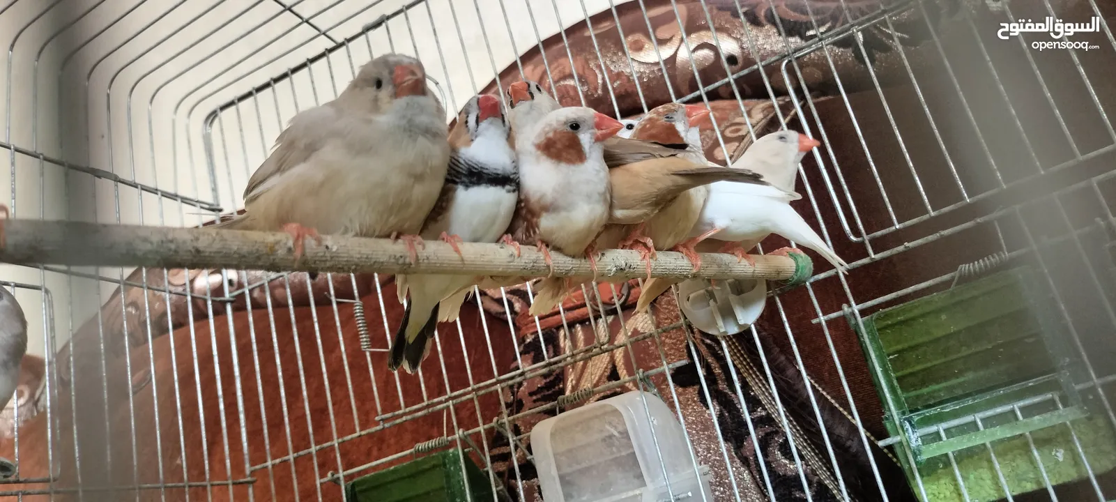 20 جوز فنقز و10 حبات كنار
