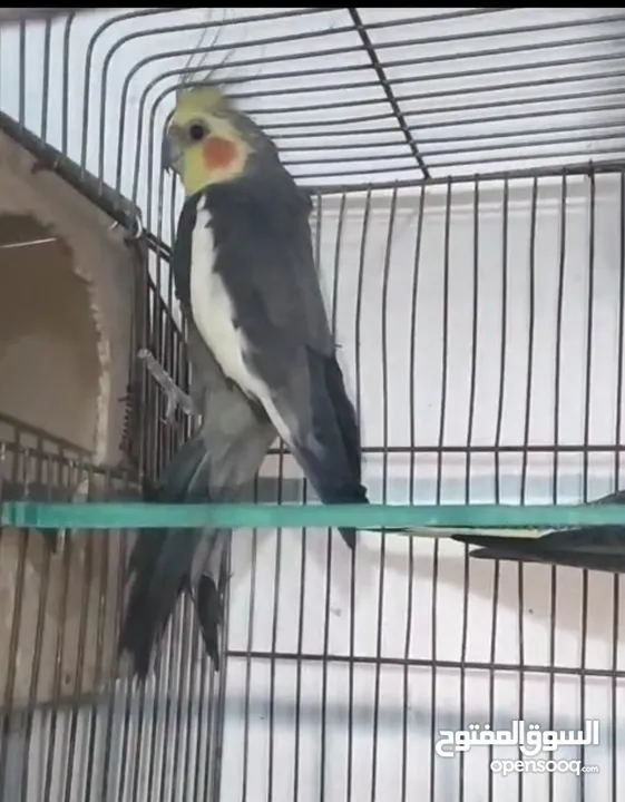 كوكتيل للبيع او للبدل