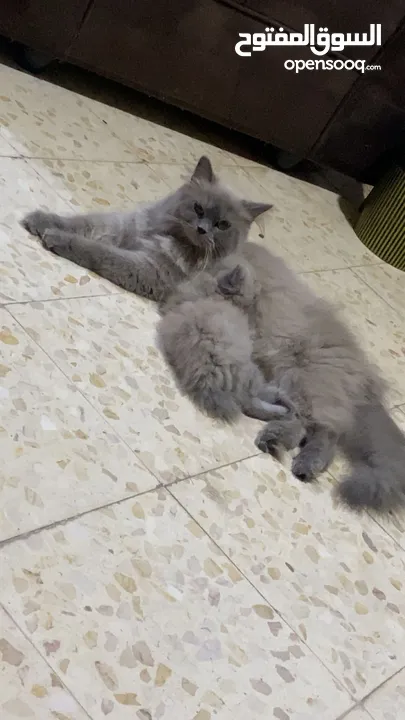 قطة أنثى (كتنز )نوع هملايا للبيع