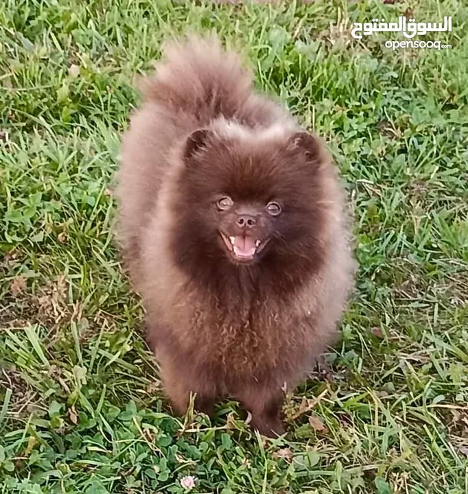 Pomeranian   Samoyed    Giant Malamute