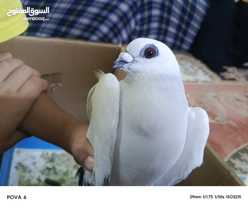 حمام للبيع بسعر مناسب قابل للتفاوض في عمان أو اربد للي حاب يتواصل معي وما بقصر نوع شفر