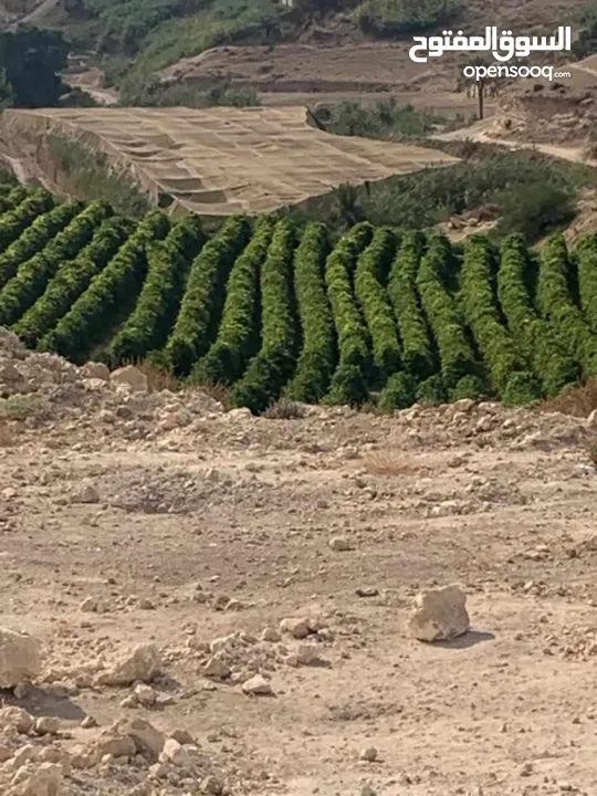 ارض زراعية في طبقة فحل