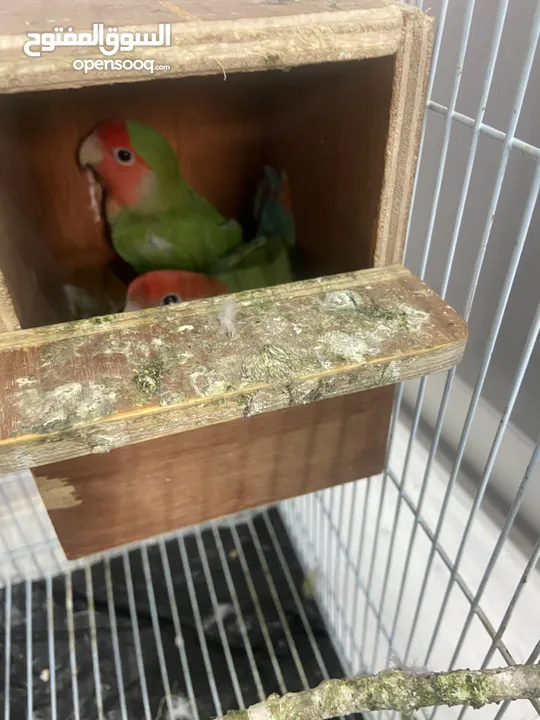 Parrot for sale (love birds)