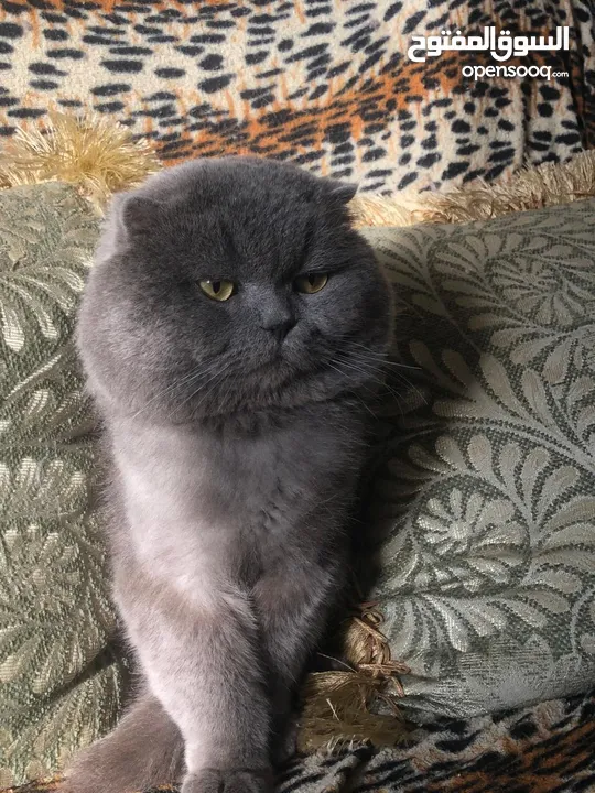 ذكر بريتش بلو للتزاوج