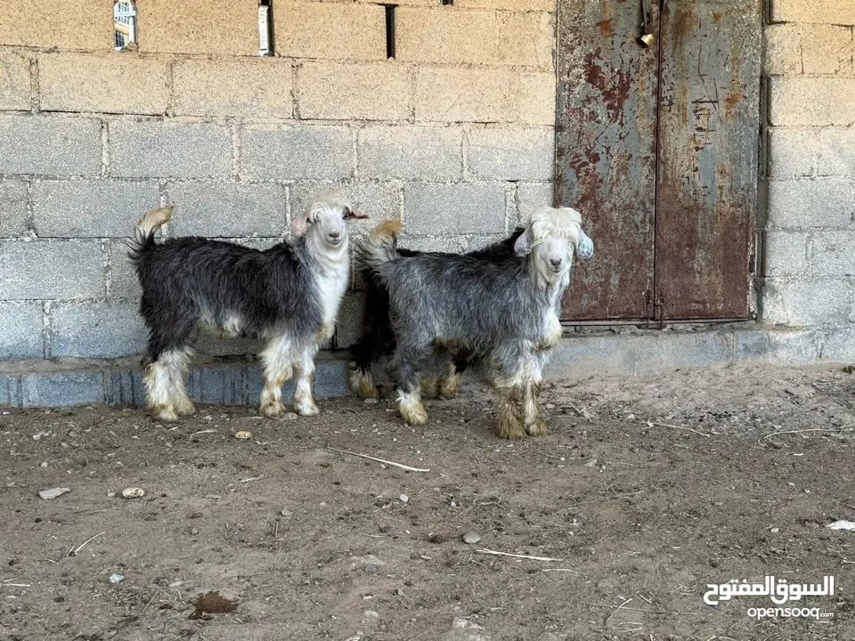 ذبائح عمانيه مع الذبح والسلخ